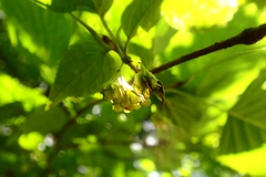 Euptelea polyandra
