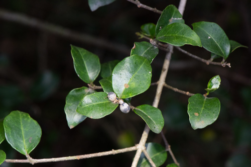 Ligustrum pricei, photograph 6