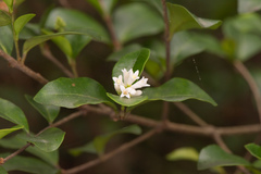 Ligustrum pricei