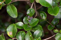 Ligustrum pricei