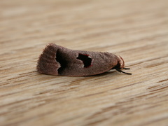 Acanthodela erythrosema