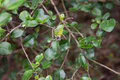 Ligustrum pricei