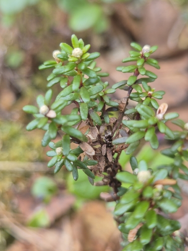 black crowberry