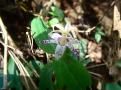 Tricyrtis affinis