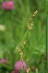 Juncus gracillimus