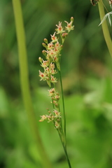 Juncus gracillimus