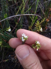 Leucopogon microphyllus