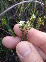 Leucopogon microphyllus