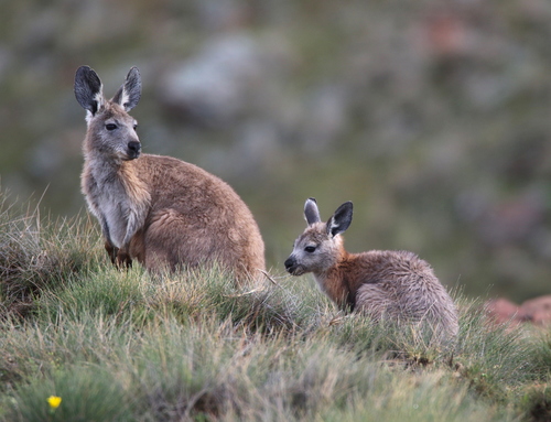 Common Wallaroo