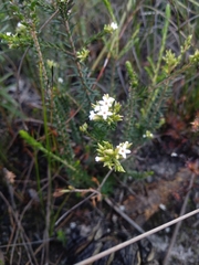 Leucopogon microphyllus