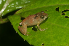 Pristimantis hectus