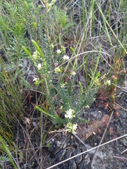 Leucopogon microphyllus