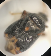 Charagochilus
