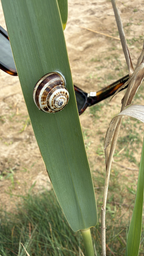 Theba pisana