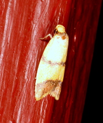 Heteroteucha translatella