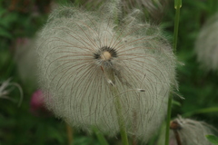 Pulsatilla dahurica