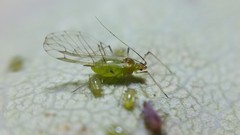 Wahlgreniella nervata