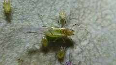 Wahlgreniella nervata