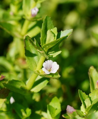Gratiola peruviana