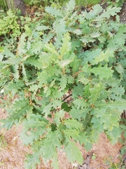 Quercus pubescens