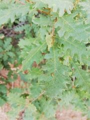 Quercus pubescens