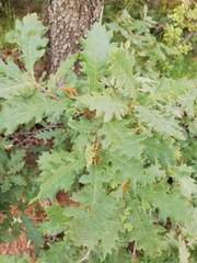 Quercus pubescens