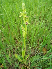 Ophrys umbilicata