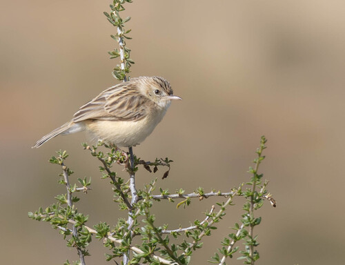 iNaturalist image