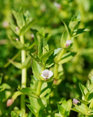 Gratiola peruviana