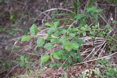 Grewia rhombifolia