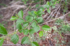 Grewia rhombifolia