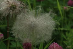 Pulsatilla dahurica
