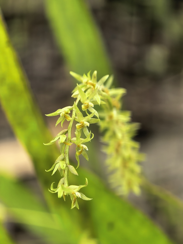 Coelogyne bracteosa (Coelogyne bracteosa)