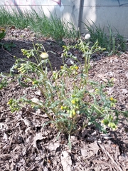 Senecio vulgaris
