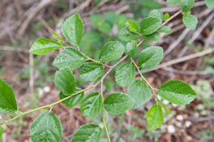 Grewia rhombifolia