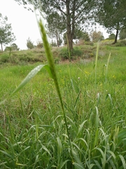 Hordeum bulbosum
