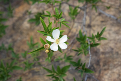 Rosa cymosa