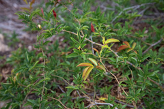 Rosa cymosa