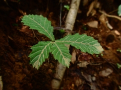 Quercus crispula