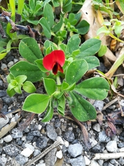 Lotus tetragonolobus
