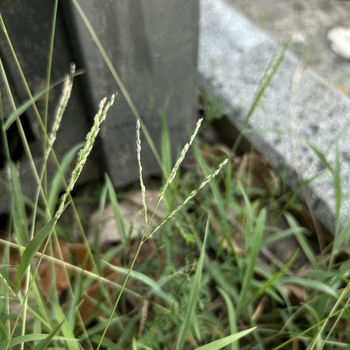 Digitaria henryi iNat (3)