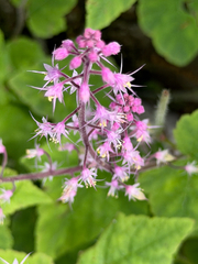 Tiarella polyphylla