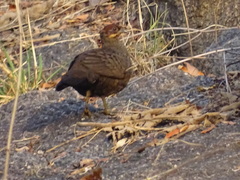 Galloperdix spadicea