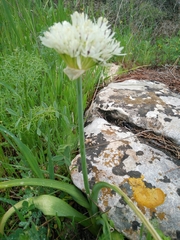 Allium erdelii