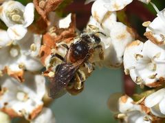 Andrena dorsata