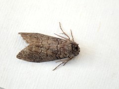 Discophlebia celaena