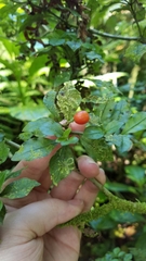 Psychotria parvifolia image