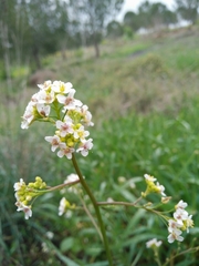 Crambe hispanica