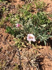 Oenothera engelmannii
