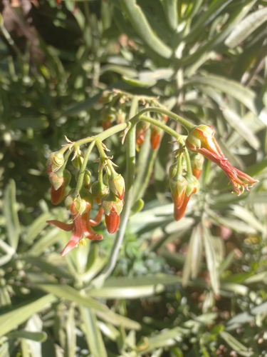 Cotyledon barbeyi